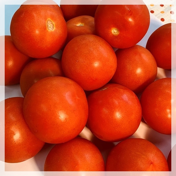 料理牛番茄1Kg